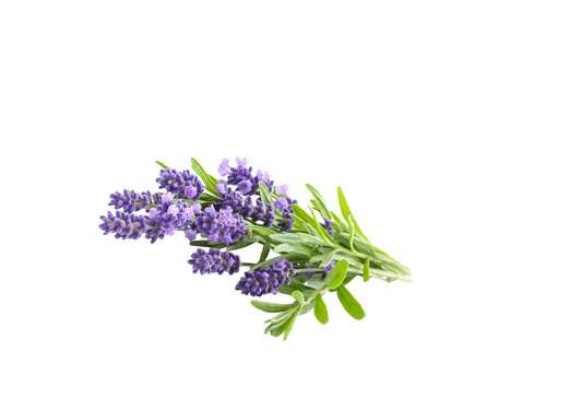 Lavender Oil Benefits