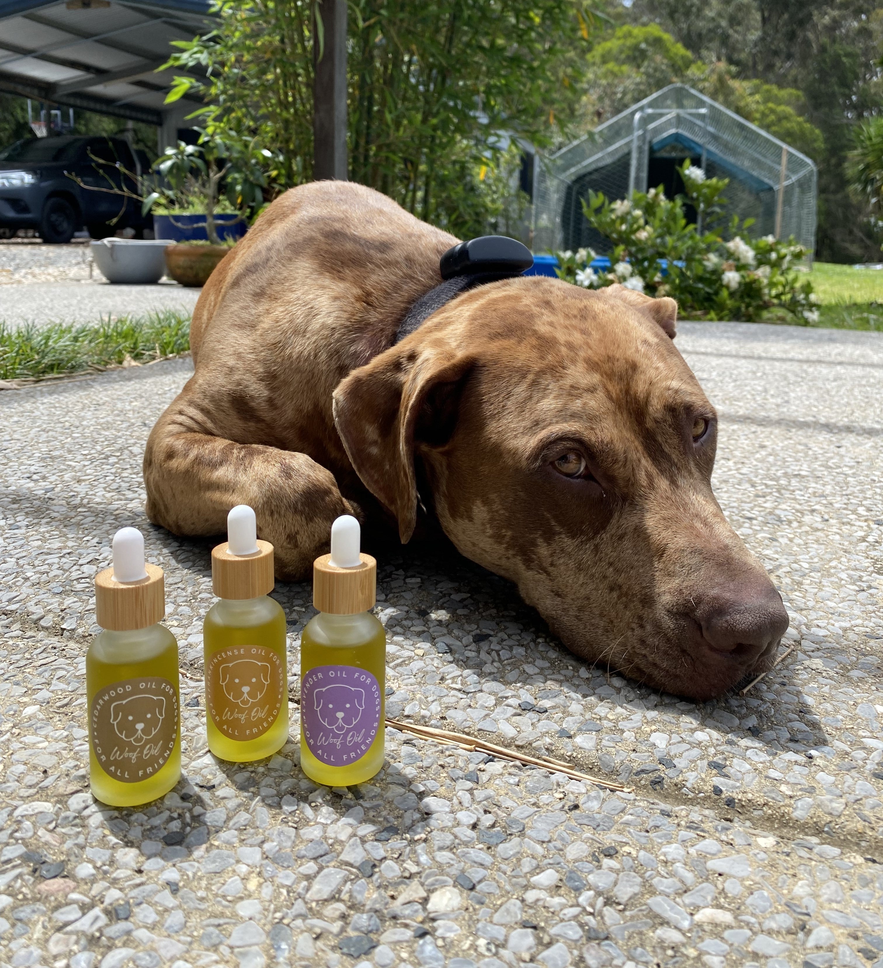 Best essential oil for best sale dogs skin